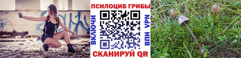 как найти наркотики  Карачаевск  Псилоцибиновые грибы GOLDEN TEACHER 